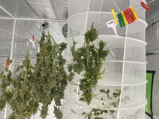 Arbeitsdienst: Erntehilfe